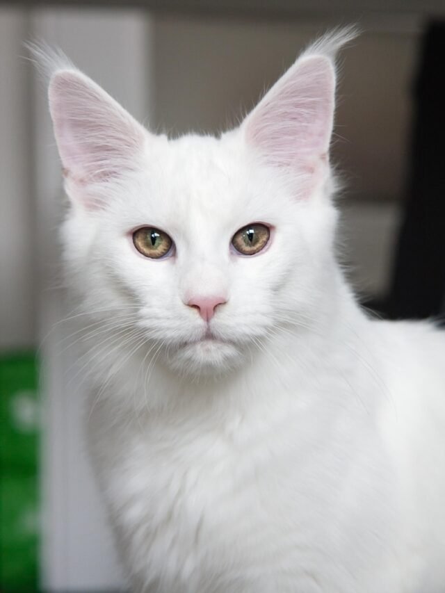 8 Responsibilities of Rarest Maine Coon