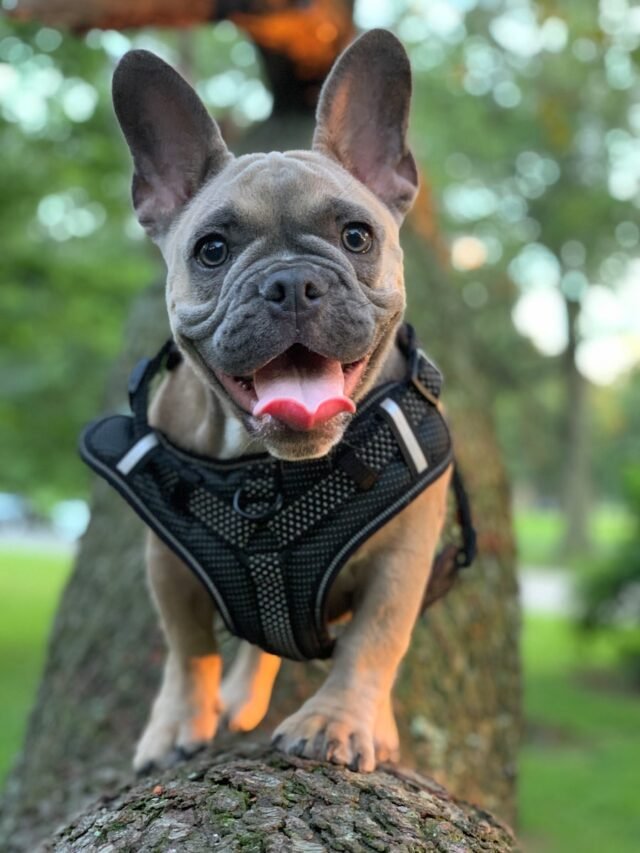 8 Gorgeous Habits of French Bulldog