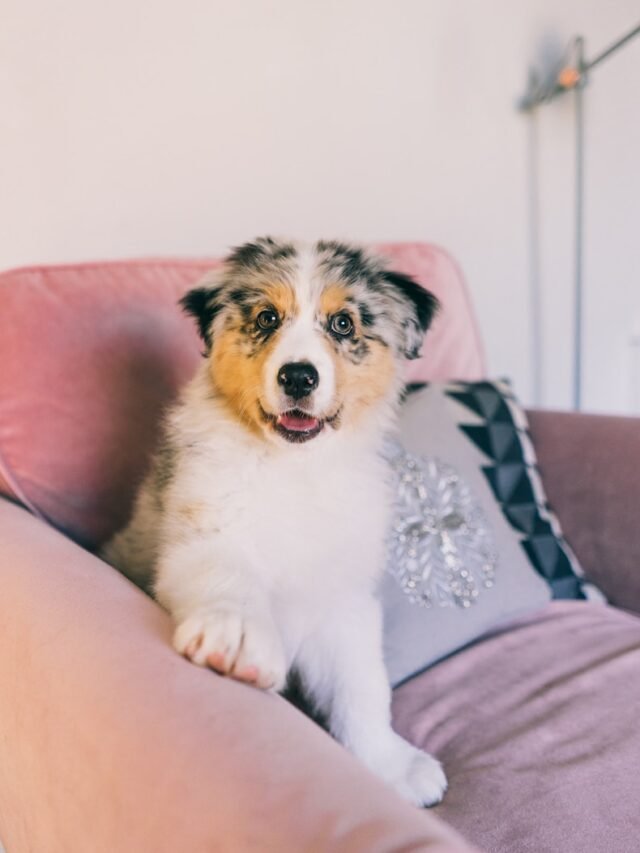 8 Aggressive Features of Australian Shepherd