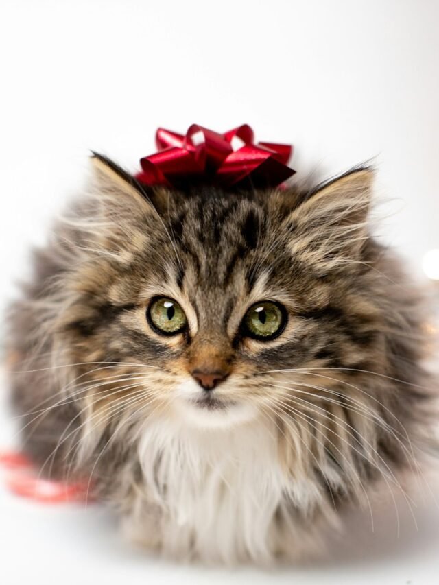 Top 8 Unique Qualities of Maine Coon Cat