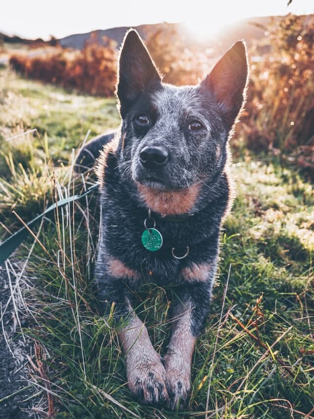 8 Aggressive Characteristics of Blue Heeler Breed