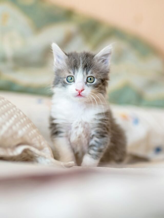 Meet the Most Adorable Maine Coon Kittens