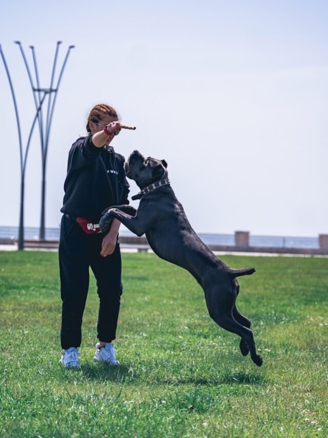 The Top 8 Amazing Qualities of Cane Corso