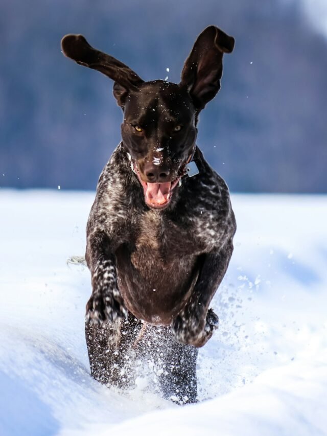 8 Aggressive Various Nature German Shorthaired Pointer